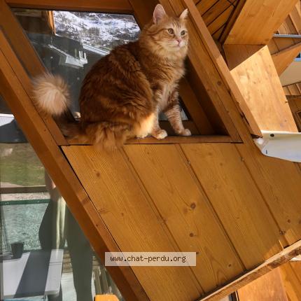 Photo 1/1 Tagada Chat perdu à Val d isere