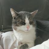 Photo de chat perdu à Penestin