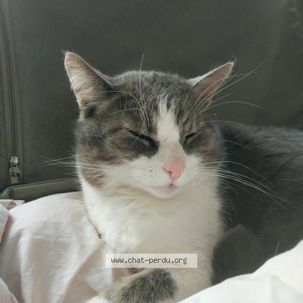 Photo 1/1 Robbic Chat perdu à Penestin