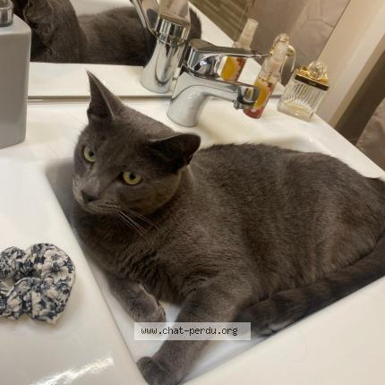 Photo de chat perdu à Fargues