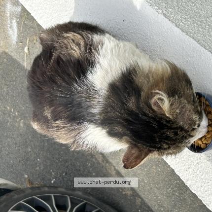 Photo 3/3 Chat trouvé Trouvé à Angers