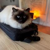 Photo de chat perdu à Nantes