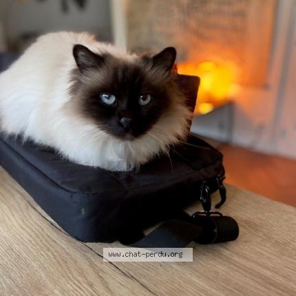 Photo 1/1 Ichiro Chat perdu à Nantes