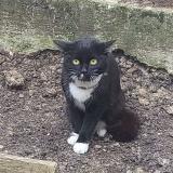 Photo de chat trouvé à Paris