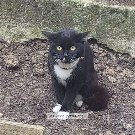 Photo 1/1 Chat trouvé Trouvé à Paris
