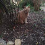 Photo de chat perdu à Salon De Provence