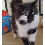 Photo de chat perdu à Bagnols En Foret