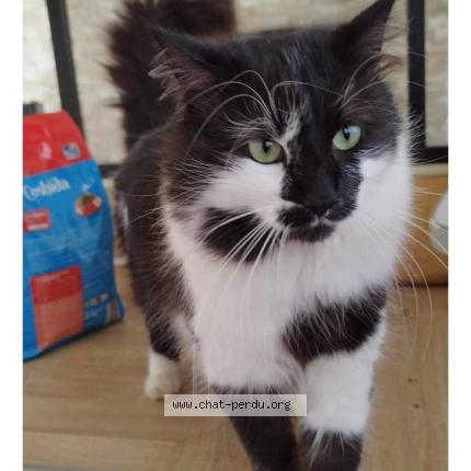 Photo 1/1 Polochon Chat perdu à Bagnols en foret