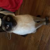 Photo de chat trouvé à Boulogne Billancourt