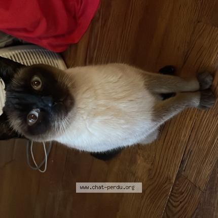 Photo 1/1 Chat trouvé Trouvé à Boulogne billancourt