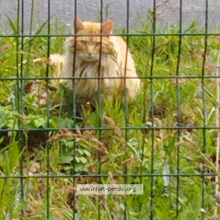 Photo 1/1 Chat trouvé Trouvé à Treillieres