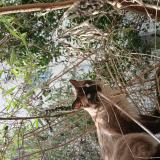 Photo de chat perdu à Lingolsheim