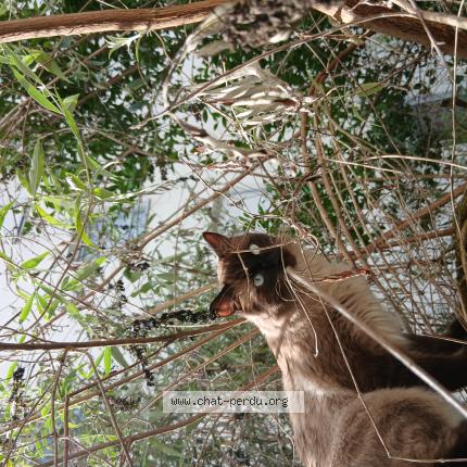 Photo 1/1 NEPAL - PIOUPIOU Chat perdu à Lingolsheim