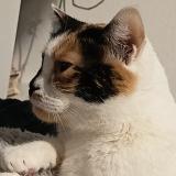 Photo de chat perdu à Aussonne