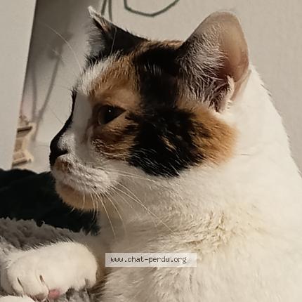 Photo 1/1 Ruby Chat perdu à Aussonne