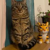 Photo de chat perdu à Chalifert