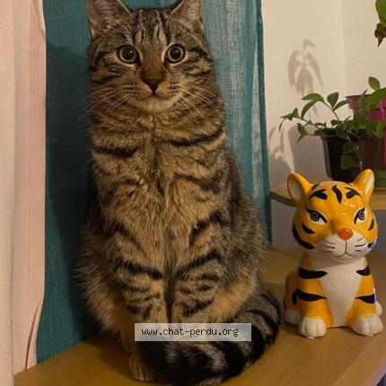 Photo 1/1 Poushmour Chat perdu à Chalifert