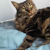 Photo de chat perdu à Ayguesvives