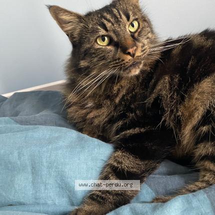 Photo 1/1 Tigrou Chat perdu à Ayguesvives
