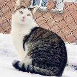 Photo de chat perdu à Lille