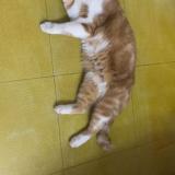 Photo de chat trouvé à Parie