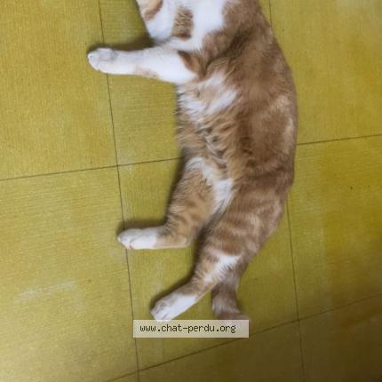 Photo 1/1 Chat trouvé Trouvé à Parie