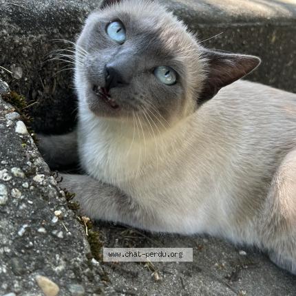 Photo 1/1 Chat trouvé Trouvé à La roche de glun