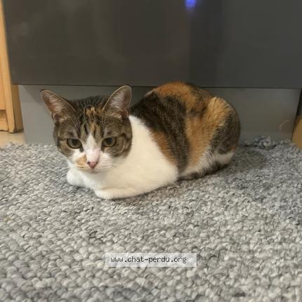 Photo 1/1 Chat retrouvé Perdu à Poitiers