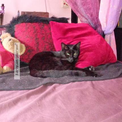 Photo 1/1 Chat retrouvé Perdu à Uccle