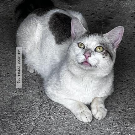 Photo de chat trouvé à Pompey
