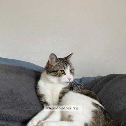 Photo 1/1 Oups Chat perdu à Le Mans