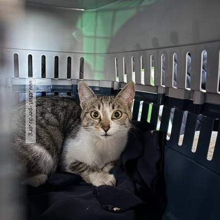 Photo 1/1 Chat trouvé Trouvé à Nice