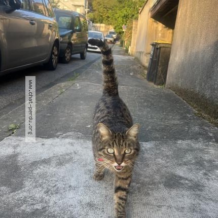 Photo 1/1 Chat trouvé Trouvé à Valence