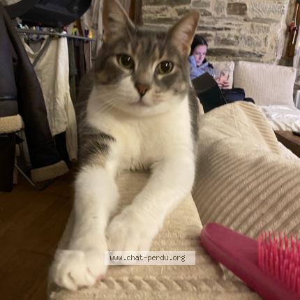 Photo 1/1 mowgli Chat perdu à Lannion