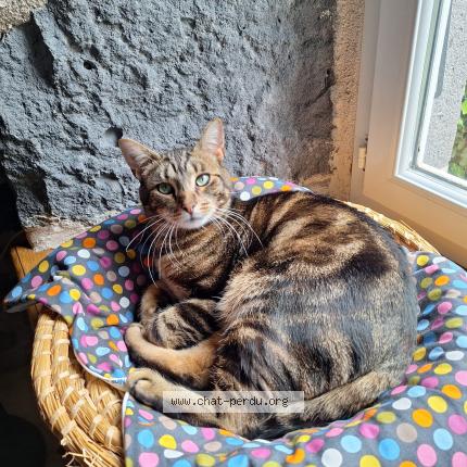 Photo 1/1 PACHA Chat perdu à Ermont