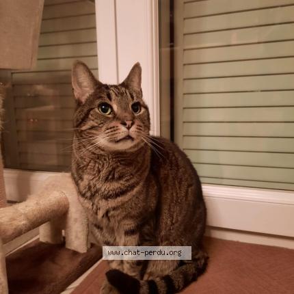 Photo 1/1 Chat retrouvé Perdu à Paris