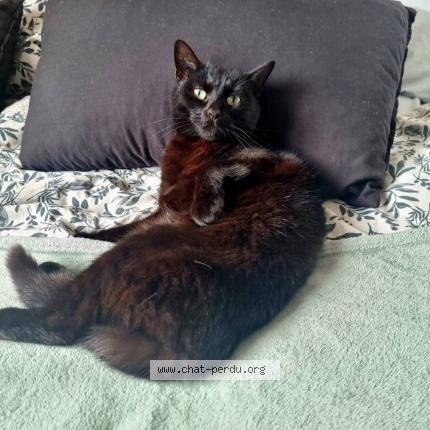 Photo 1/1 ELLESSE Chat perdu à Etrelles sur aube