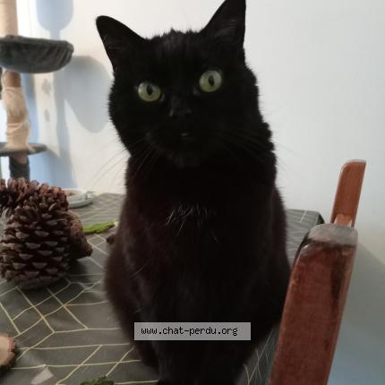 Photo 1/1 Jina Chat perdu à Grand couronne
