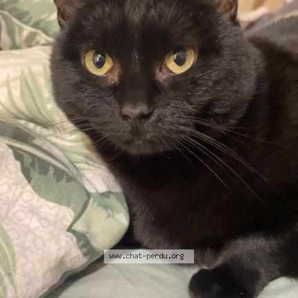 Photo 1/2 Punani Chat perdu à Clamart