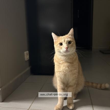 Photo 1/1 Roucky Chat perdu à Cagnes sur mer