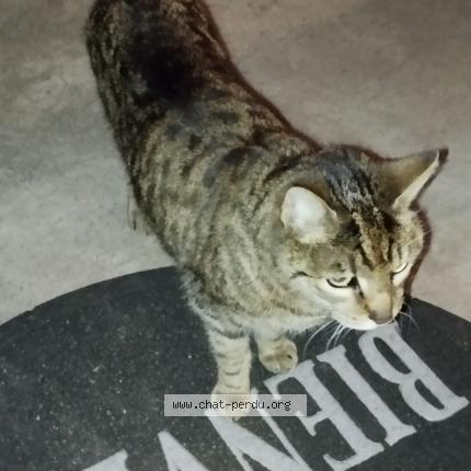 Photo 1/1 Chat trouvé Trouvé à Eckartswiller