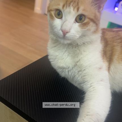 Photo 1/1 Pablo Chat perdu à Perpignan
