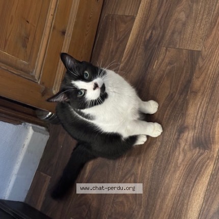 Photo 1/1 Shelby Chat perdu à Lannoy