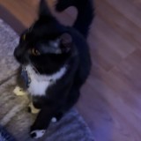 bagheera