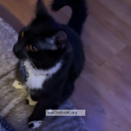 Photo 1/1 bagheera Chat perdu à Edmonton