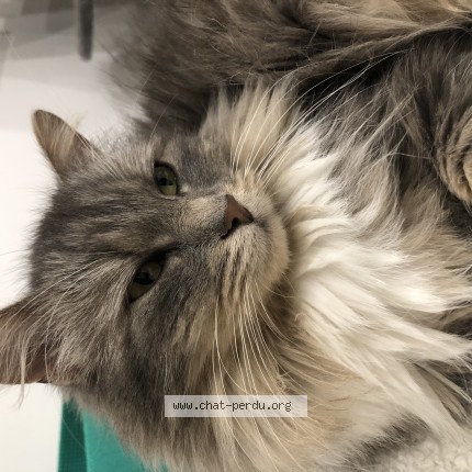 Photo 1/1 chouquette Chat perdu à Sable sur sarthe