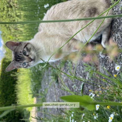 Photo 1/1 Perle Chat perdu à Joncy