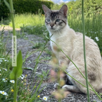 Photo 1/1 Perle Chat perdu à Joncy