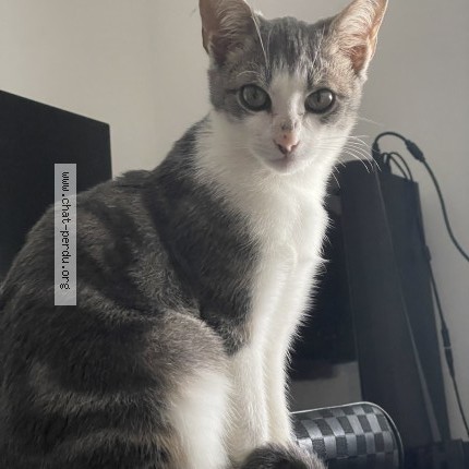 Photo 1/1 Milo Chat perdu à Les essarts en bocage