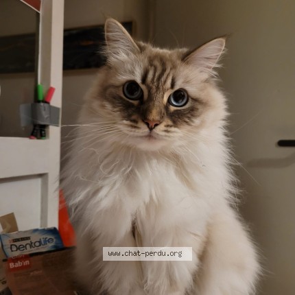 Photo de chat perdu à Grenoble